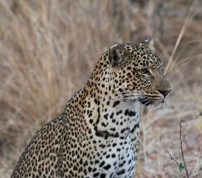 Wildlife in the World Stock Photos