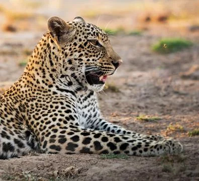 Wildlife in the World Stock Photos