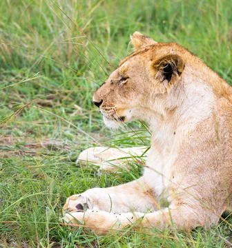 Wildlife in the World Stock Photos