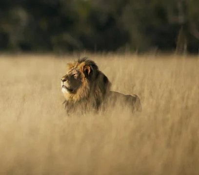 Wildlife in the World Stock Photos