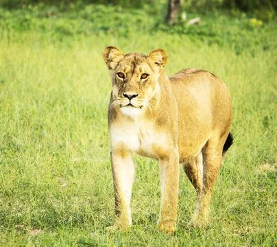 Wildlife in the World Stock Photos