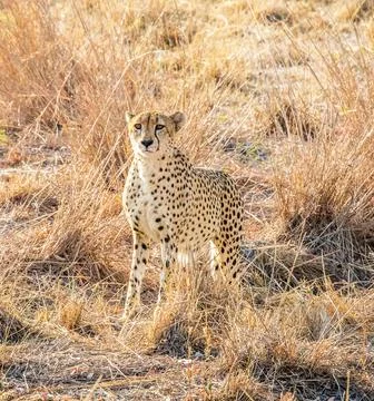 Wildlife in the World Stock Photos