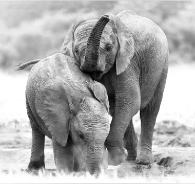 Wildlife in the World Stock Photos