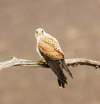 Wildlife in the World Stock Photos