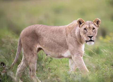 Wildlife in the World Stock Photos