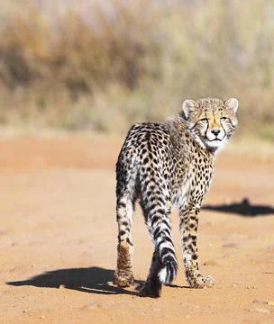 Wildlife in the World Stock Photos