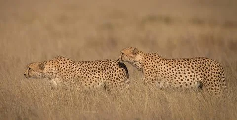 Wildlife in the World Stock Photos