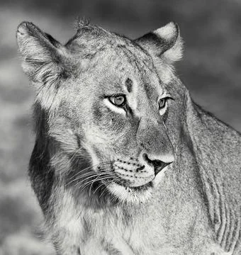 Wildlife in the World Stock Photos