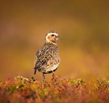 Wildlife in the World Stock Photos