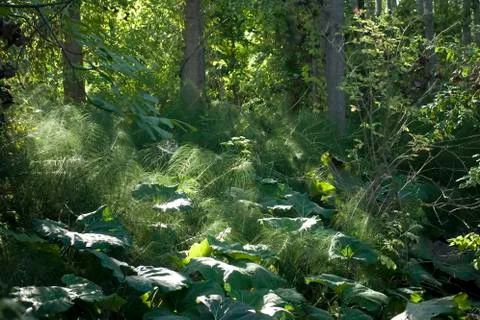 Wildness in forest Stock Photos