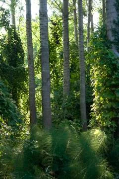 Wildness in forest Stock Photos
