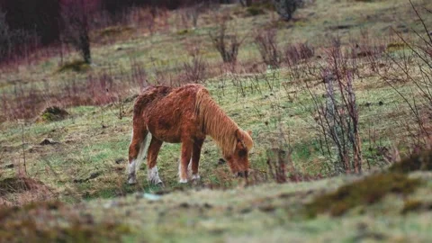 WildPonyGrazing Stock Footage 180637131