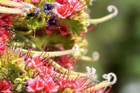 Wildpret vipers bugloss blooming red flower with honeybee macro Stock-Fotos