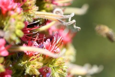 Wildpret vipers bugloss blooming red flower with honeybee macro Stock-Fotos