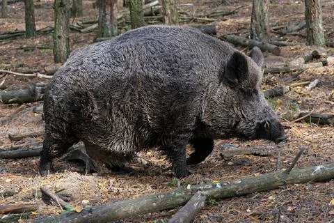 Wildschwein im Wald Ausgewachsener Keiler im Wald *** Wild boar in forest ... Stock Photos