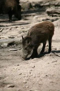 Wildschwein Foto stock