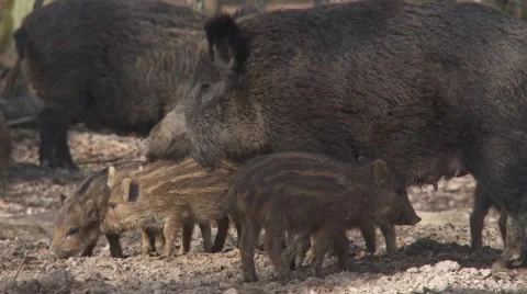 Wildschwein3h264 Video stock 2097068