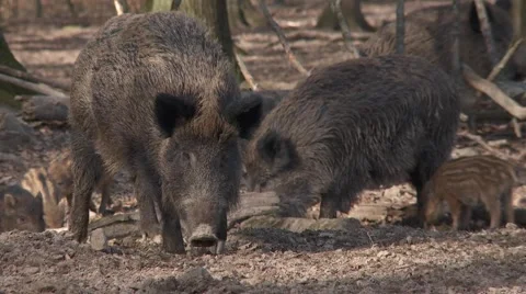 Wildschwein6h264 Stock Footage 2098635