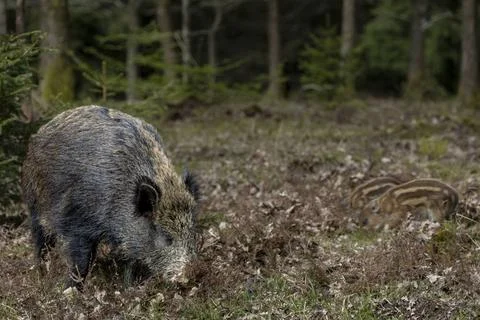 Wildschweinbache und Frischlinge in einem Eichenwald auf Nahrungssuche / S... 스톡 사진