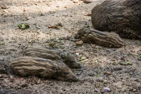 Wildschweine Stock Photos