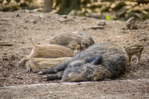 Wildschweine Stock Photos