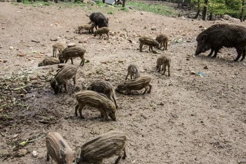 Wildschweine Stock Photos