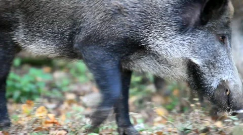 WildschweMVI 1556 Stock Footage 526682