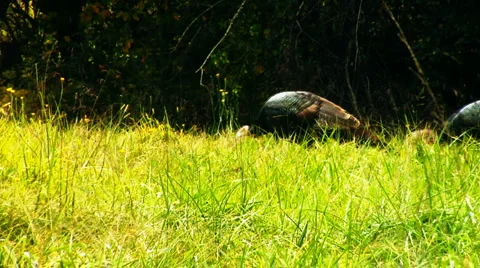 WildTurkey 000582 Stock Footage 1001875