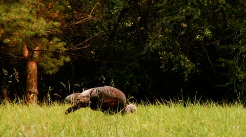 WildTurkey 0011ET Stock Footage 1001835