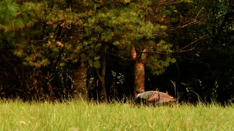 WildTurkey 0013C9 Stock Footage 1001797