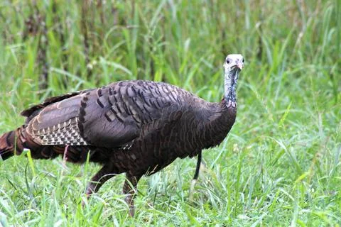 Wildturkey Stock Photos