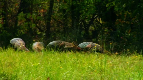 WildTurkeys 0006T2 Stock Footage 1001765