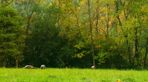 WildTurkeys 0007WU Stock Footage 1002148