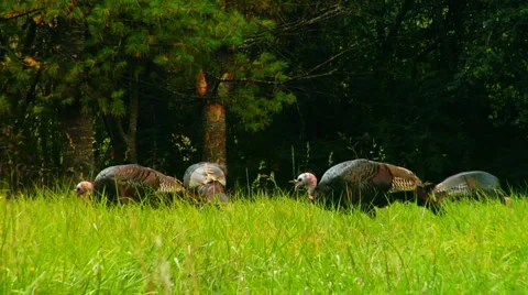 WildTurkeys 0008SW 스톡 동영상 1002115