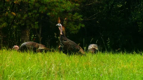 WildTurkeys 00093S Stock Footage 1002074