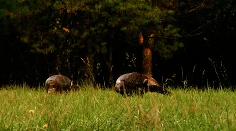 WildTurkeys 0010Q2 Stock Footage 1002049