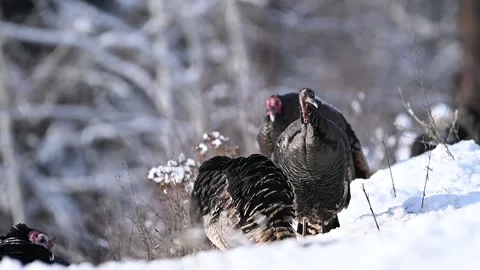 Wildturkeys 2 스톡 동영상 169261889