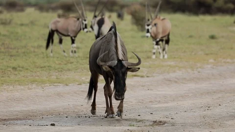 WILEDE BEEST WALKING Stock Footage 104867363