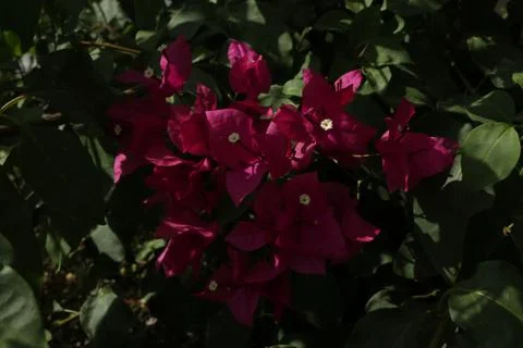 Will be planted these tree with leaves Stock Photos