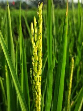 Will be rice fruit Stock Photos