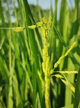 Will be rice fruit Stock Photos