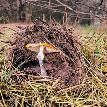 The Will to Live Stock Photos