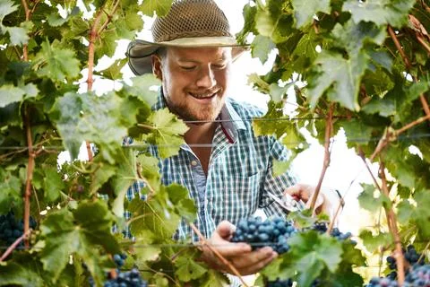 This will make for a fine wine. a farmer harvesting grapes. Stock Photos