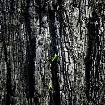 The will to survive after the forest fire, New Zealand. Stock Photos