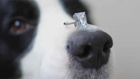 Will you marry Funny cute puppy dog Stock Video Pond5