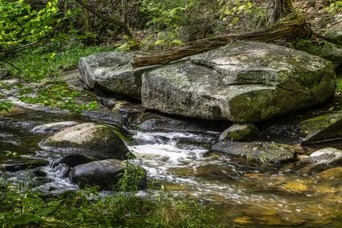 Willard brook flowing through the forest Foto stock