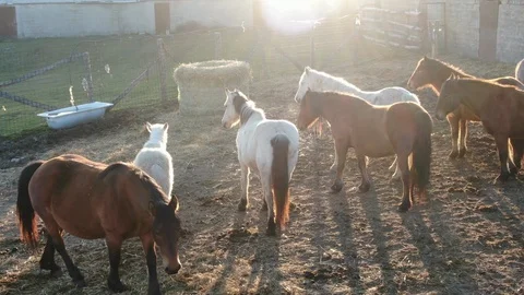Willd Horses breathing Stock Footage 126942852