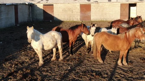 Willd Horses Stock Footage 126927936