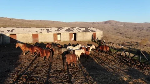 Willd Horses Shadow Stock Footage 126930697