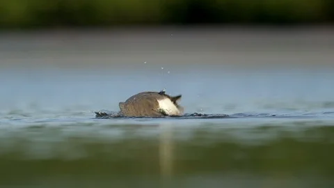 Willet bathing Stock Footage 126258647